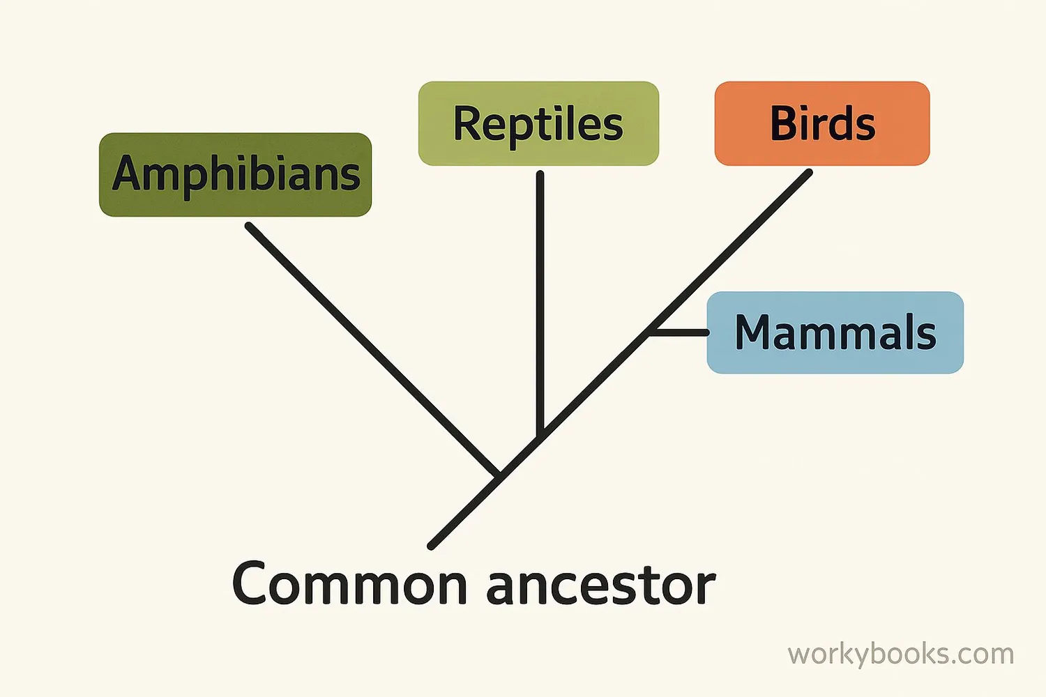 Simple phylogenetic tree showing evolutionary relationships between different animal groups