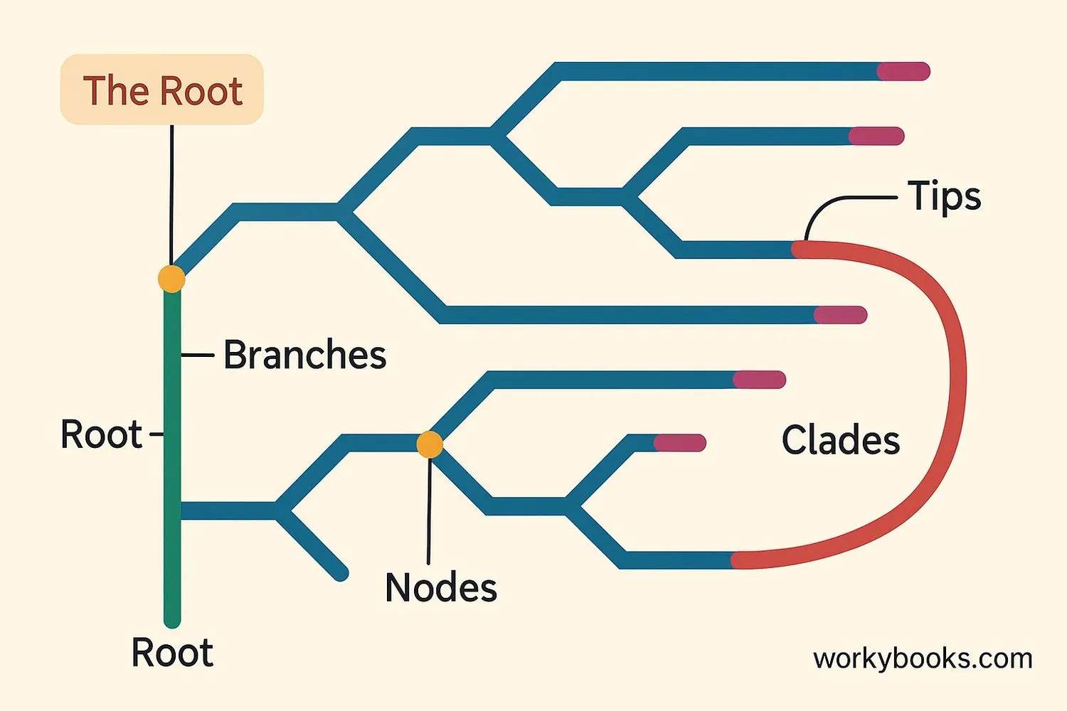 Annotated phylogenetic tree with labels for root, branches, nodes, and tips
