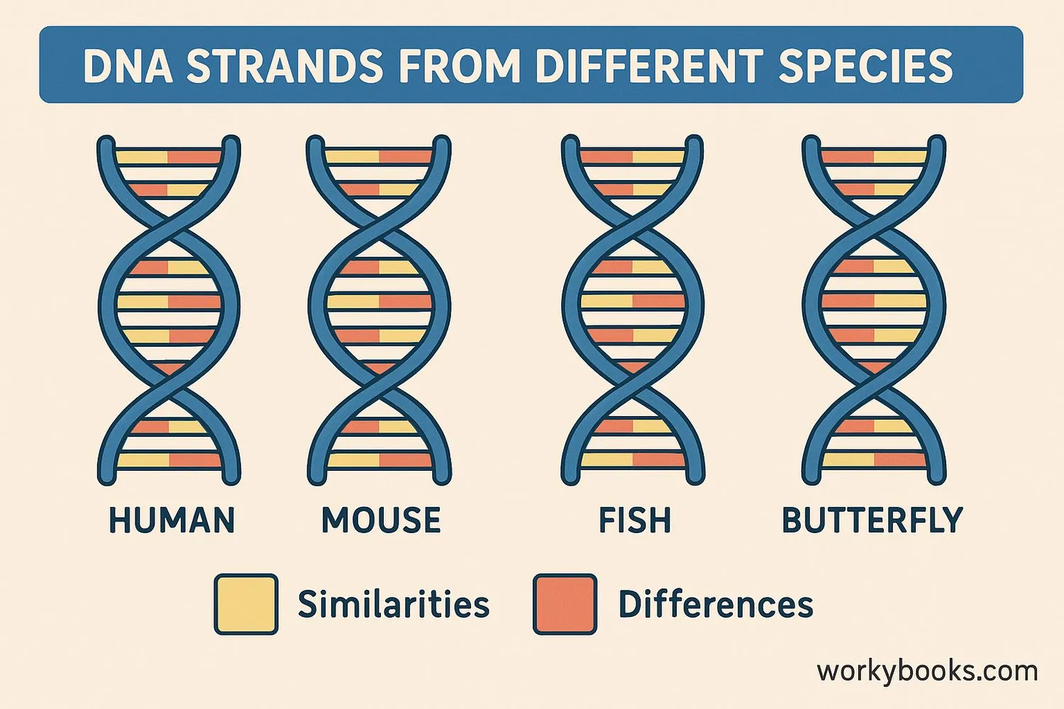 Illustration showing DNA sequences being compared between different species