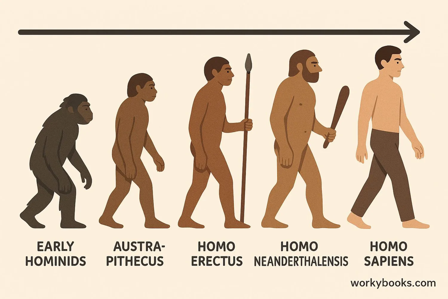 Timeline showing human evolution from early hominids to modern humans