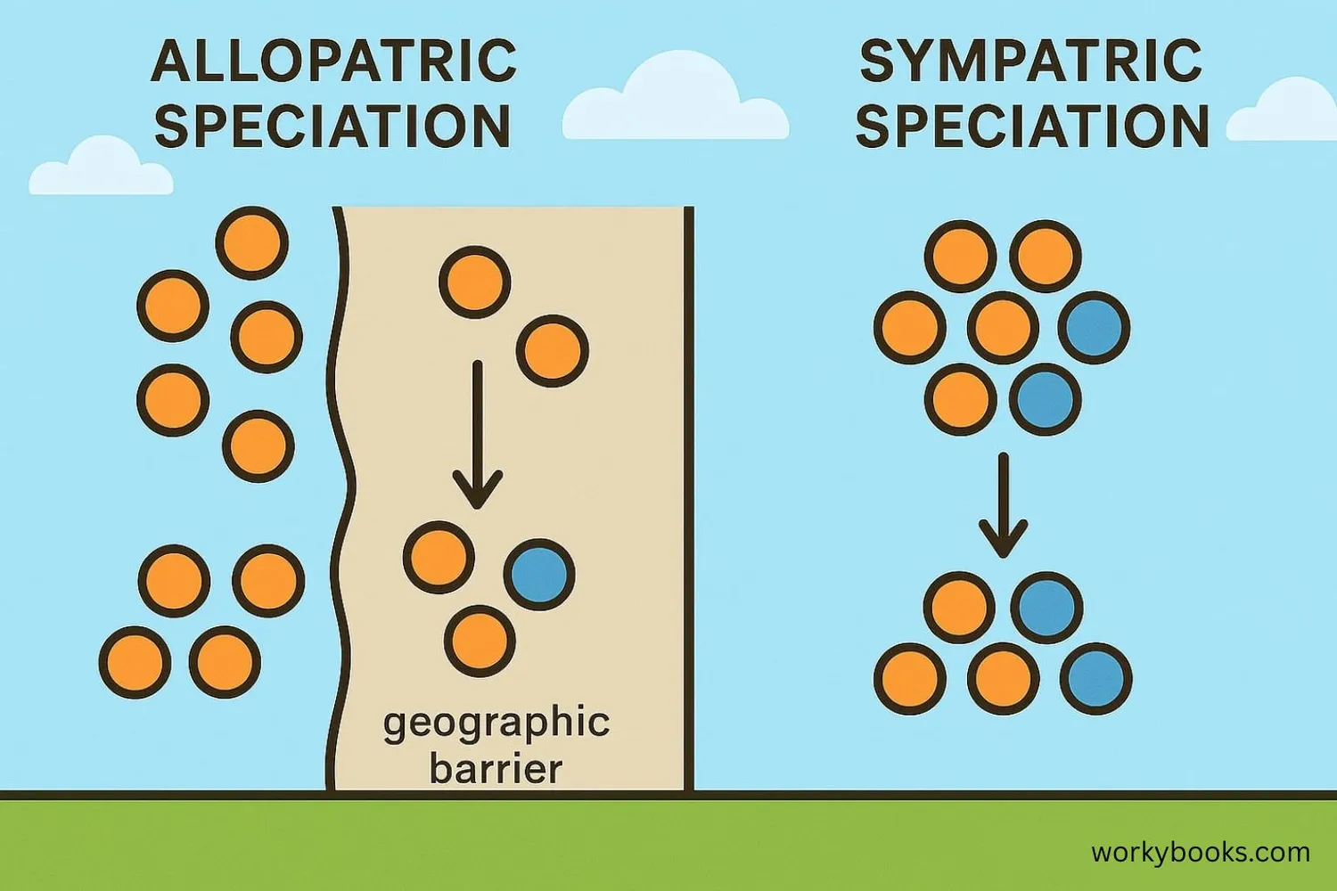 Diagram comparing allopatric and sympatric speciation with visual examples