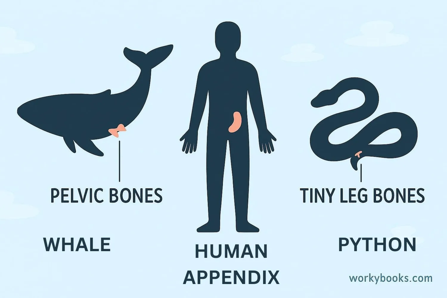 Comparison showing whale pelvis, human appendix, and python leg bones as examples of vestigial structures