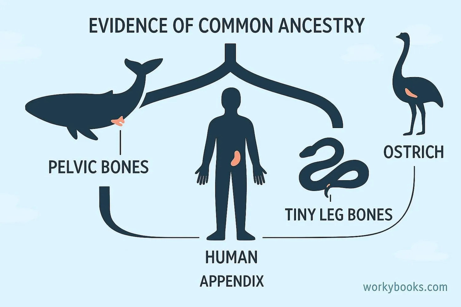 Diagram showing evolutionary relationships between species with vestigial structures highlighted as evidence