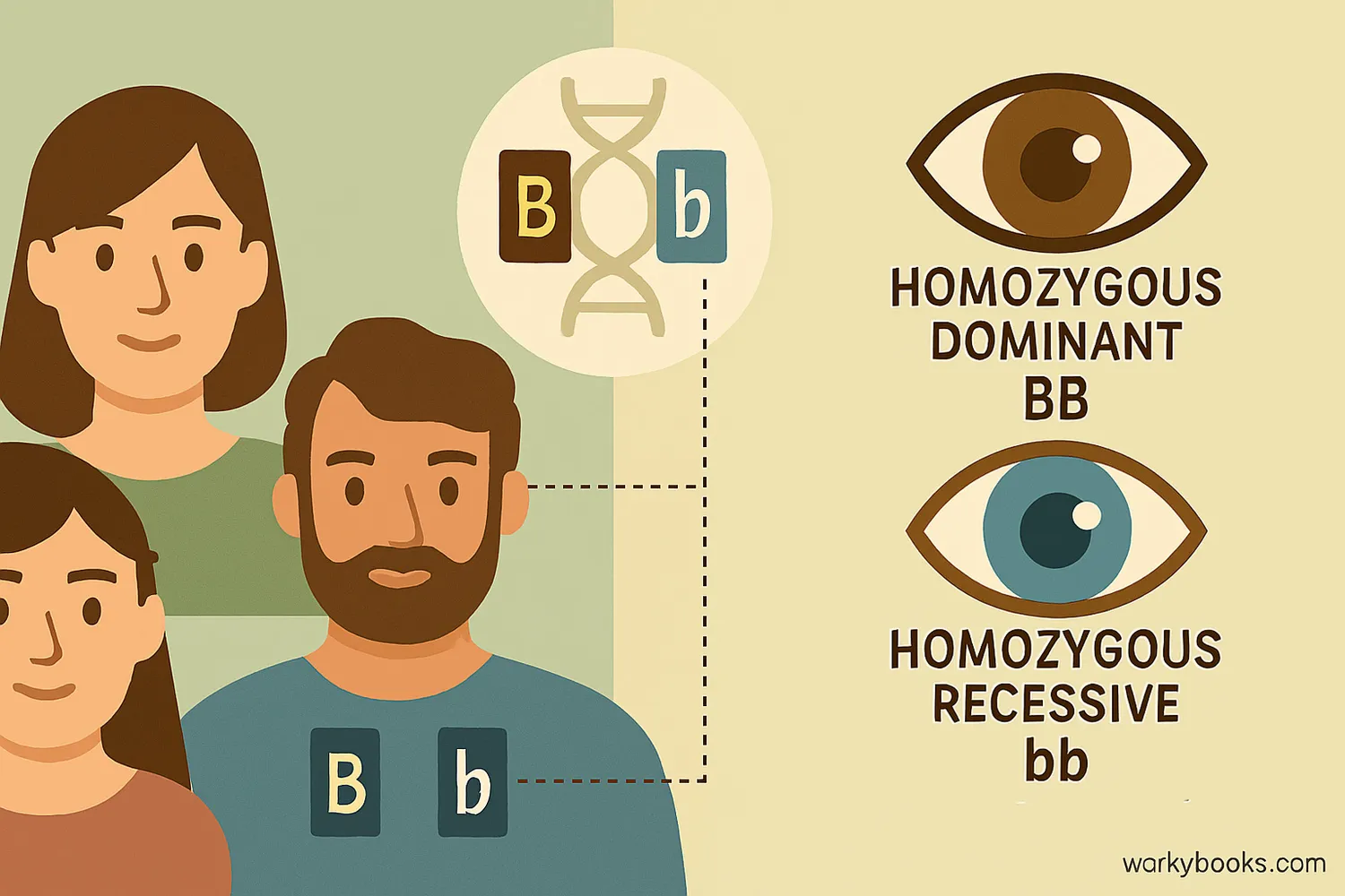 Genetics diagram showing inherited traits, alleles, and homozygous eye color examples.