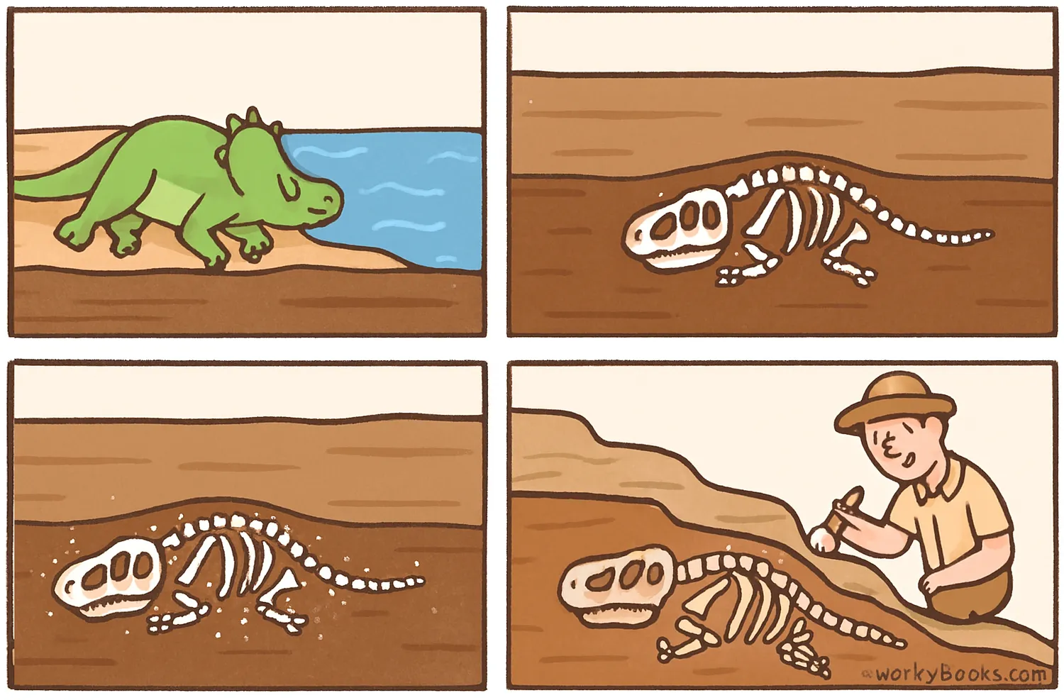 Step-by-step diagram showing the process of fossilization from animal death to discovery