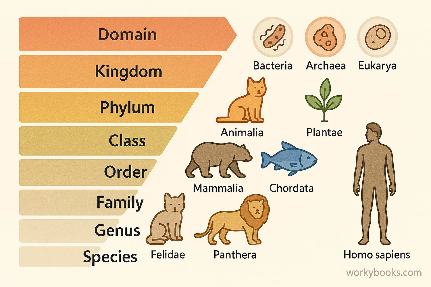 Eight-level taxonomy chart with organisms from bacteria to humans, labeled left to right.