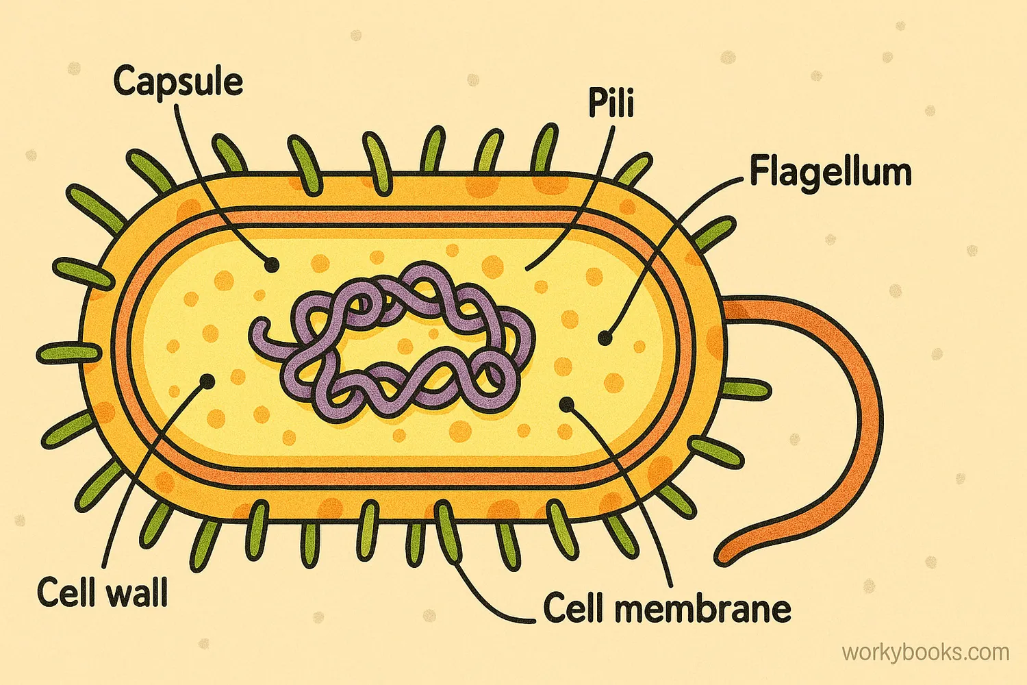Colorful diagram of a bacterium showing capsule, pili, flagellum, and floating DNA.