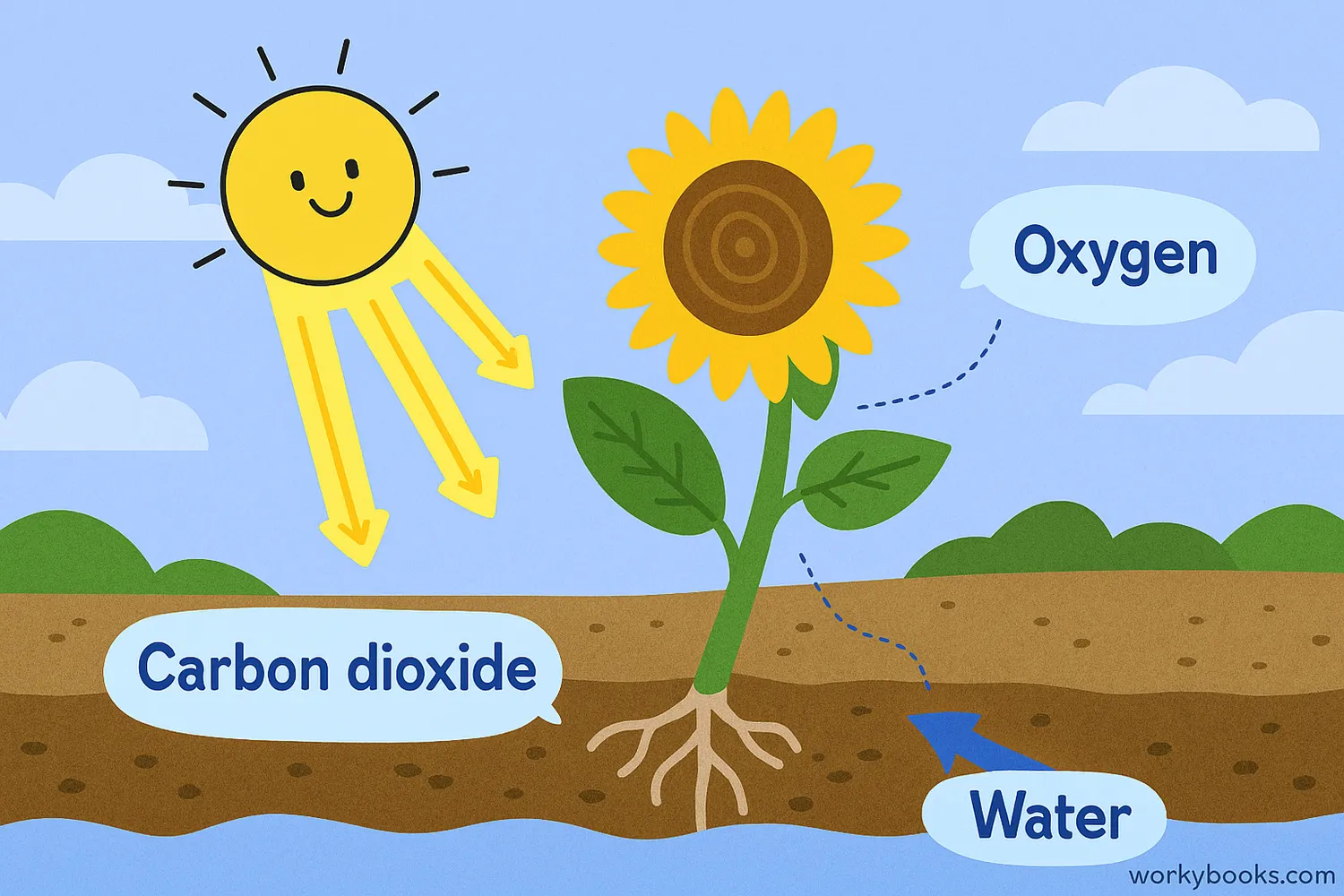 Cartoon diagram showing photosynthesis with sun, plant, water, carbon dioxide, and oxygen.