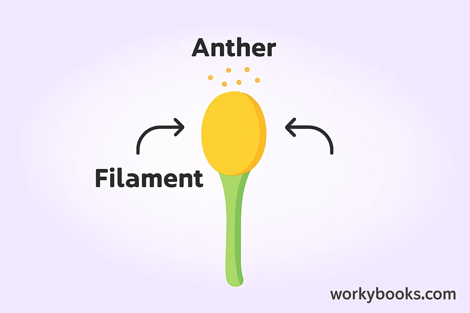 Landscape diagram of stamen showing anther, filament, pollen, and nearby pollinators.