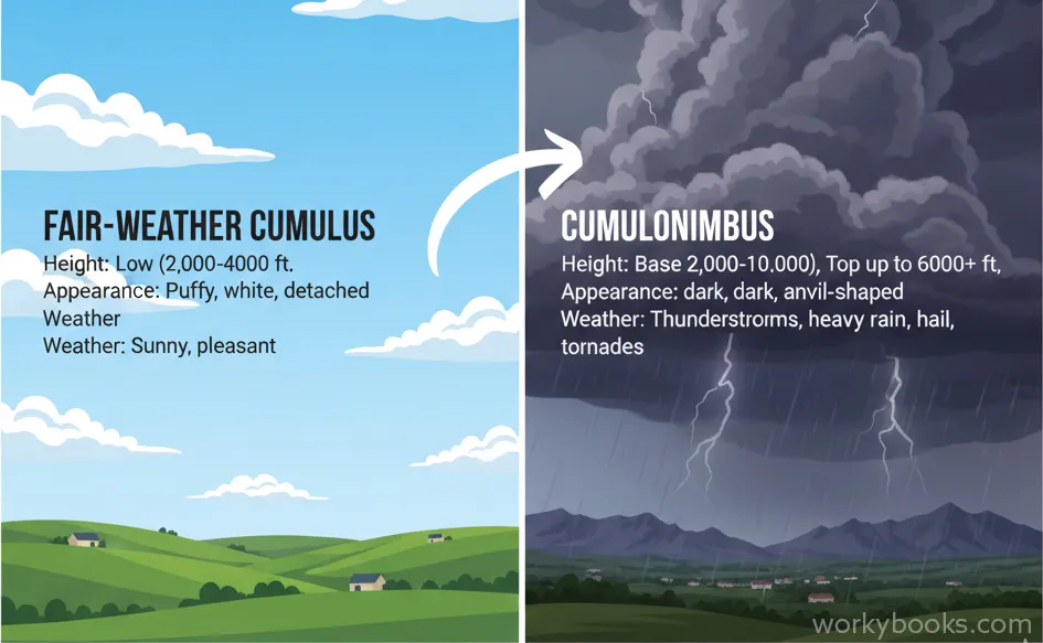 Side-by-side comparison of fluffy cumulus clouds and towering cumulonimbus clouds