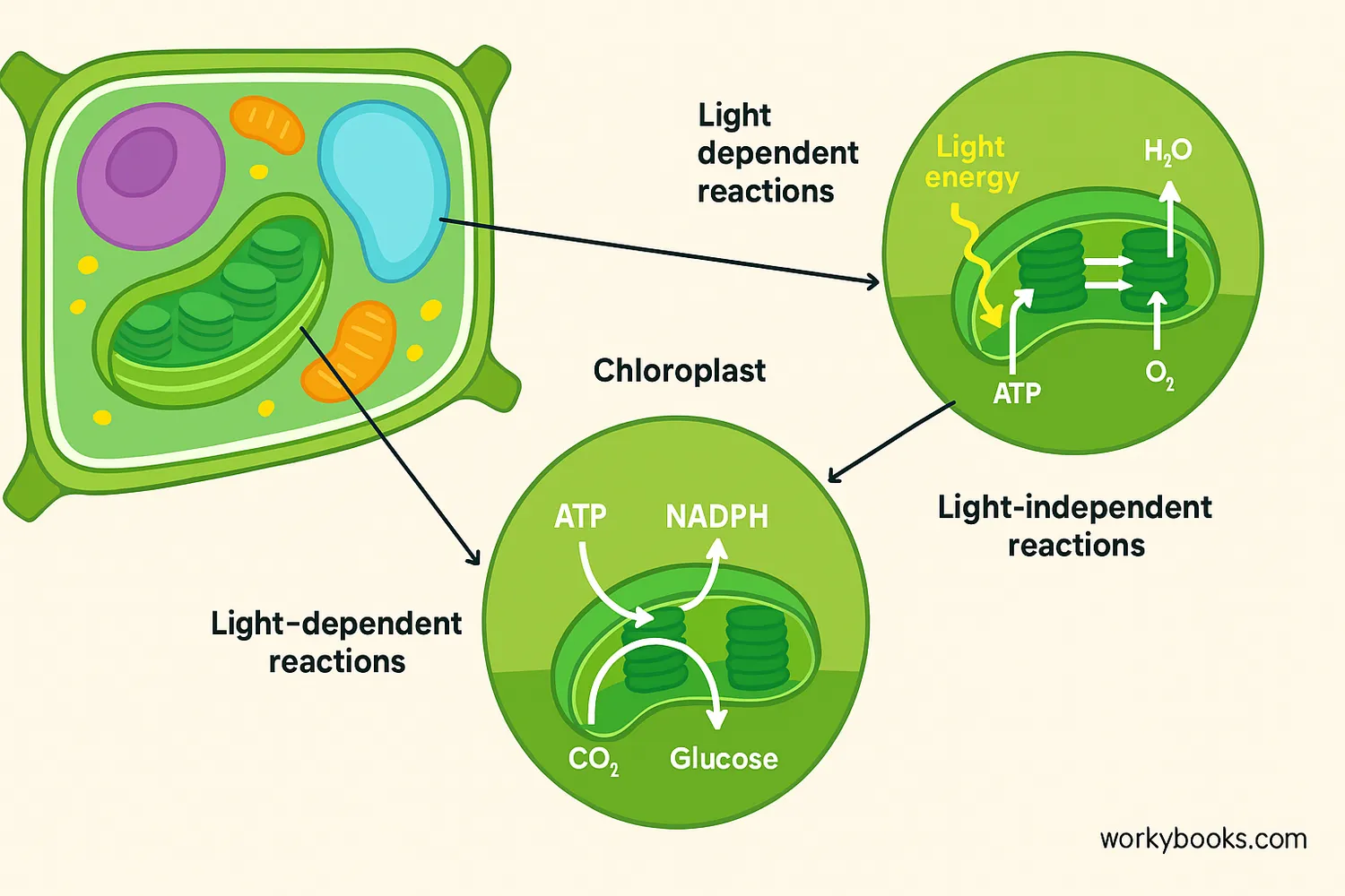 Step-by-step visual explanation of the photosynthesis process inside a plant cell