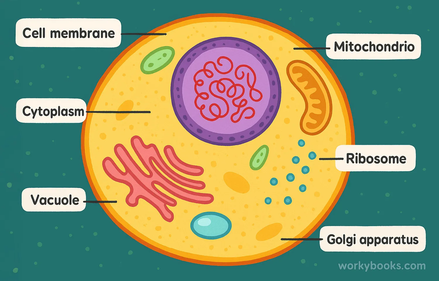 Cartoon-style animal cell showing labeled organelles in a colorful, full-width educational layout.