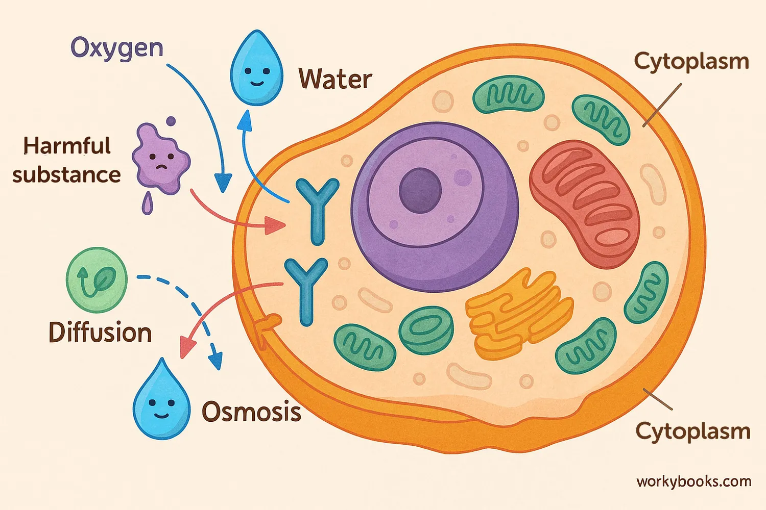 Cell membrane controls entry and exit of molecules using diffusion, osmosis, and protein channels.