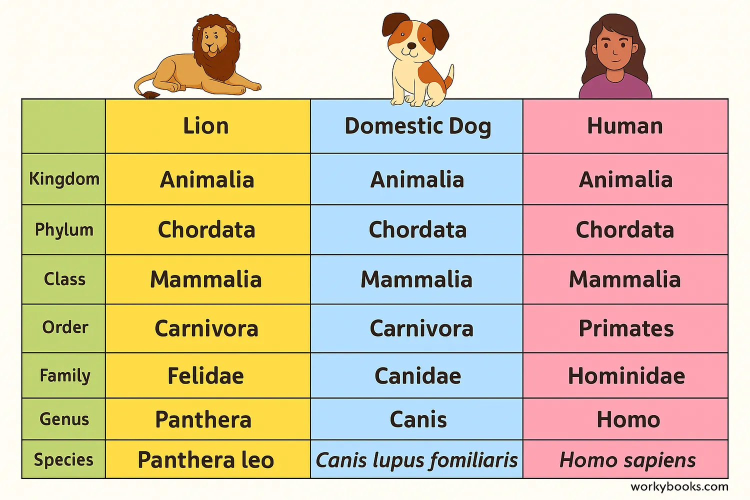 Comparison of classification for different animals like lions, dogs, and humans