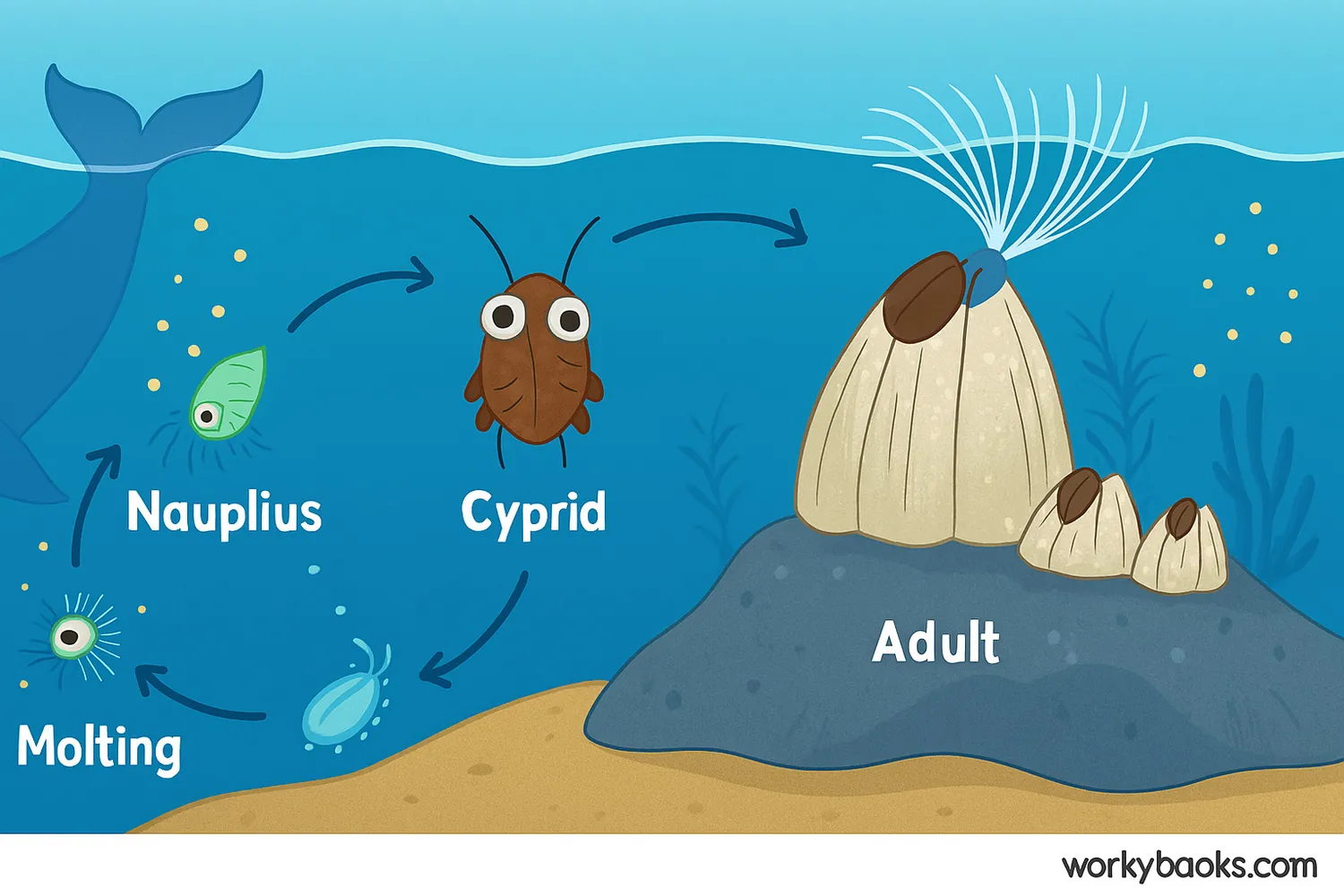 Full-width barnacle life cycle from larva to adult with underwater visuals and labeled stages.
