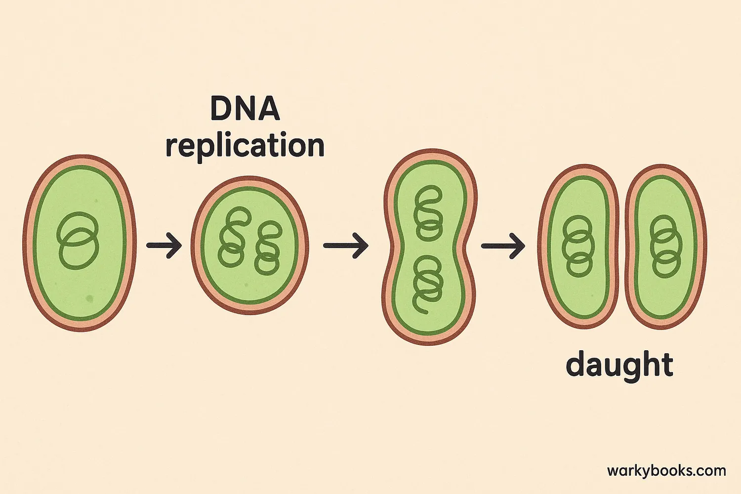 Cartoon illustration showing binary fission stages in a single-celled organism.