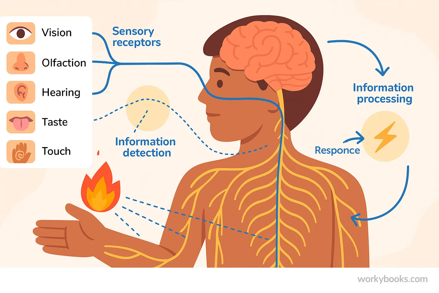 Nervous system diagram showing stimulus detection, brain processing, and muscle response.