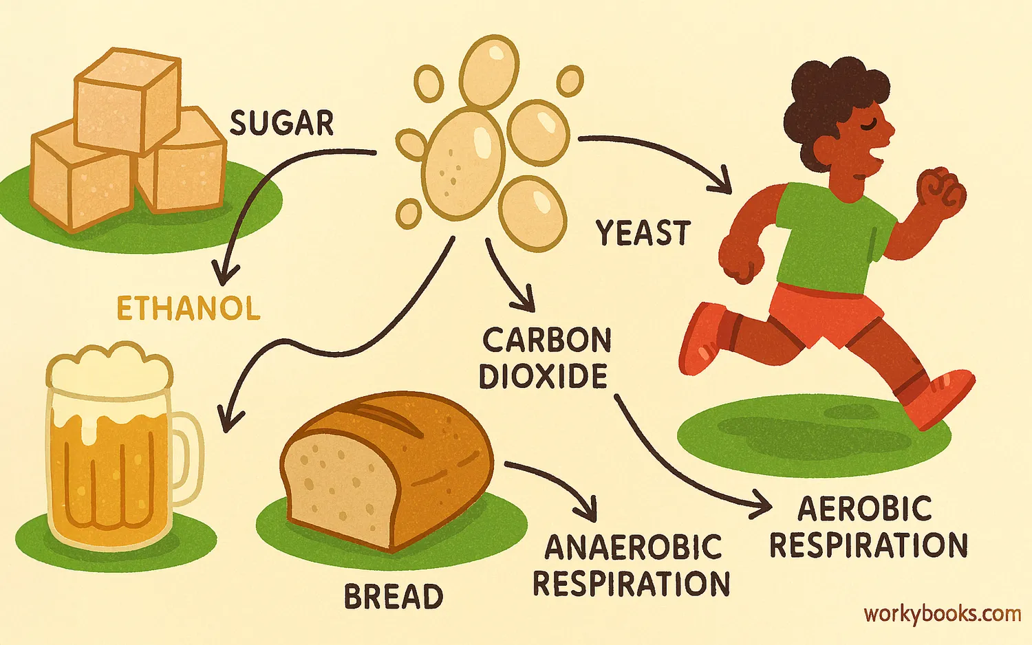 Yeast cells ferment sugar into carbon dioxide and ethanol, shown with bread and beer.