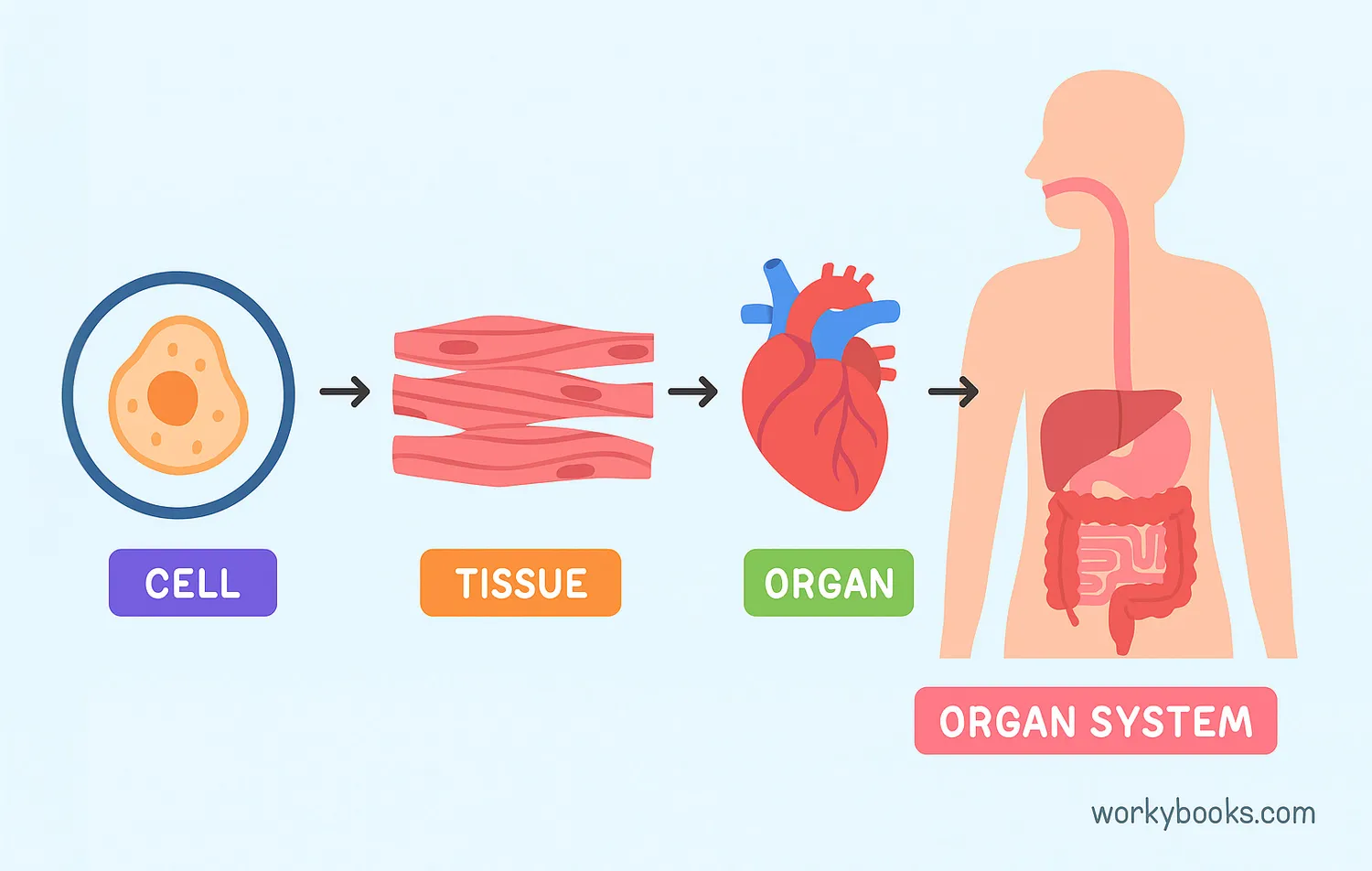 Cell to organ system hierarchy shown with labeled visuals: cell, tissue, organ, human body.