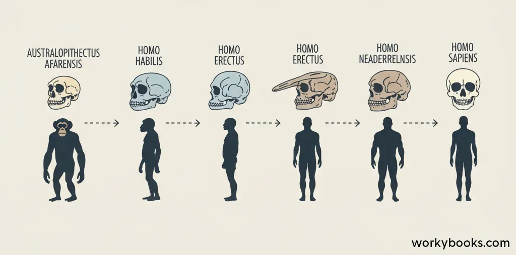 Timeline showing human evolution from early hominids to modern humans with skull comparisons
