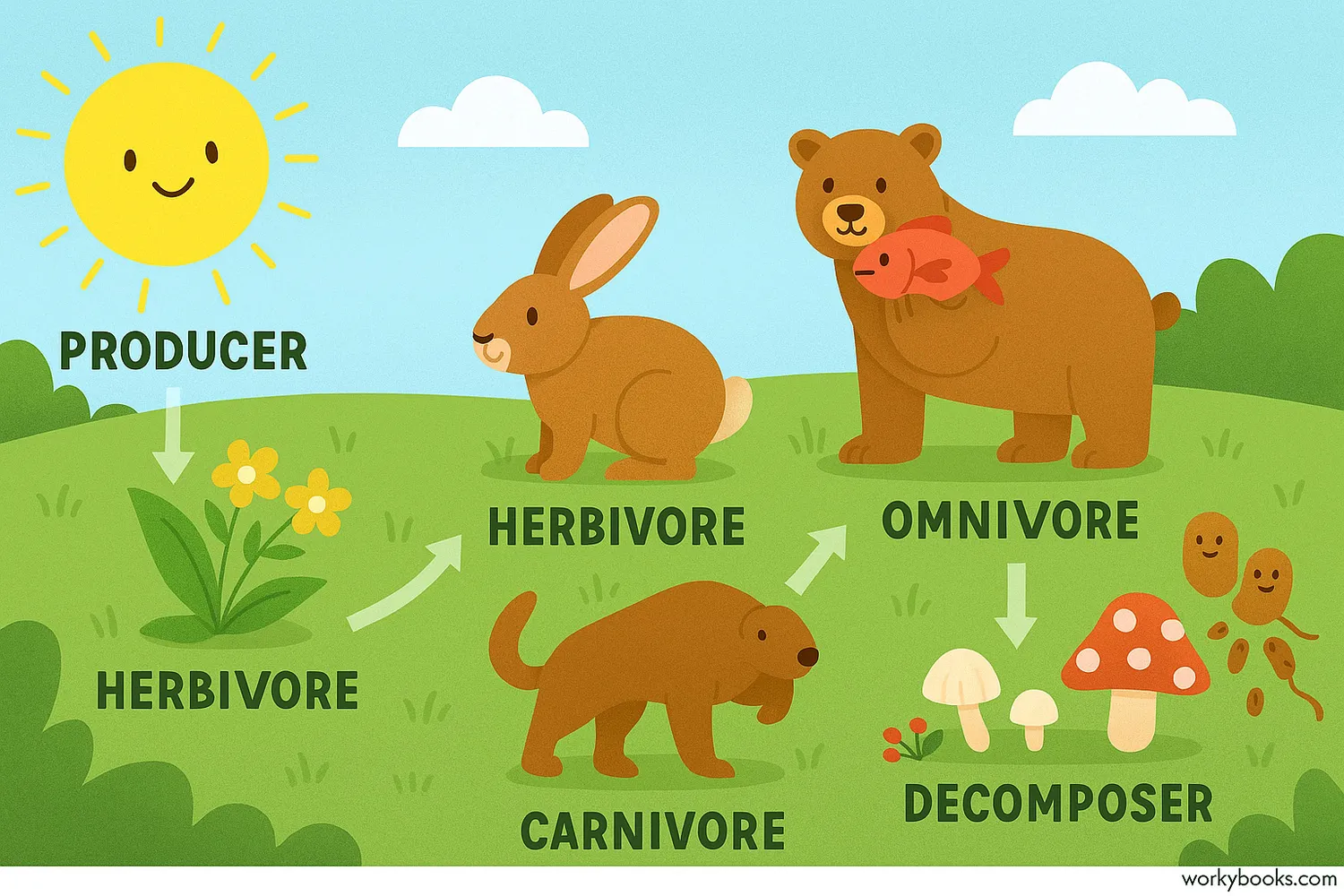 Wide food chain illustration showing energy flow from sun to decomposers in nature. Image caption: Food chain: sun to producers, consumers, and decomposers in a vibrant ecosystem.