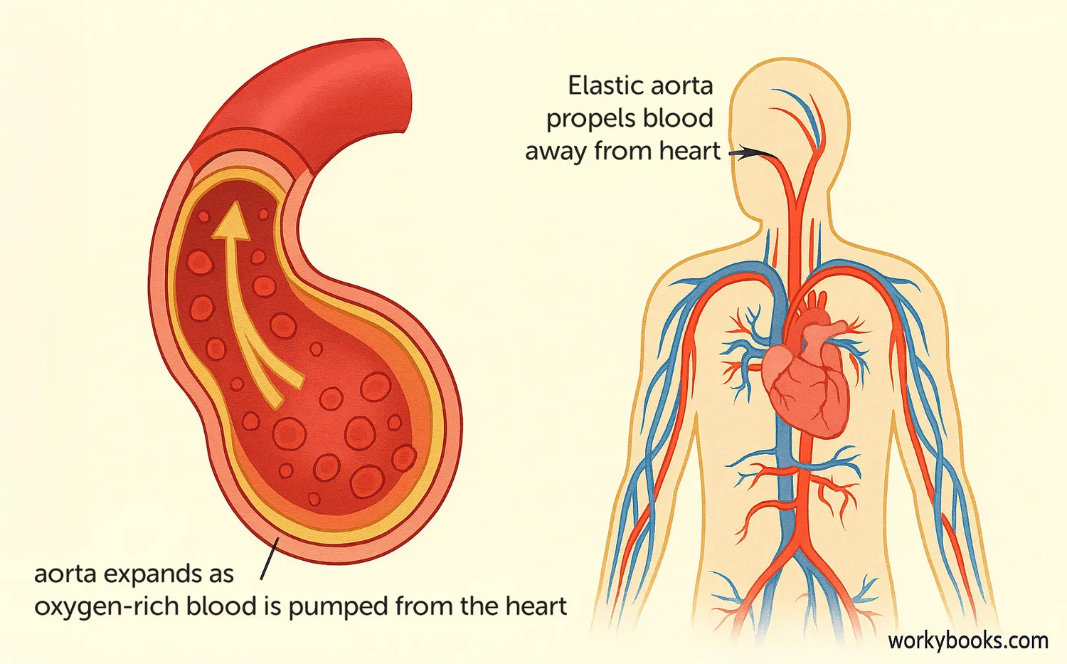 Wide diagram showing the aorta’s path, elasticity, and blood flow from the heart Image caption: Aorta’s structure and function illustrated as the body’s high-pressure blood superhighway