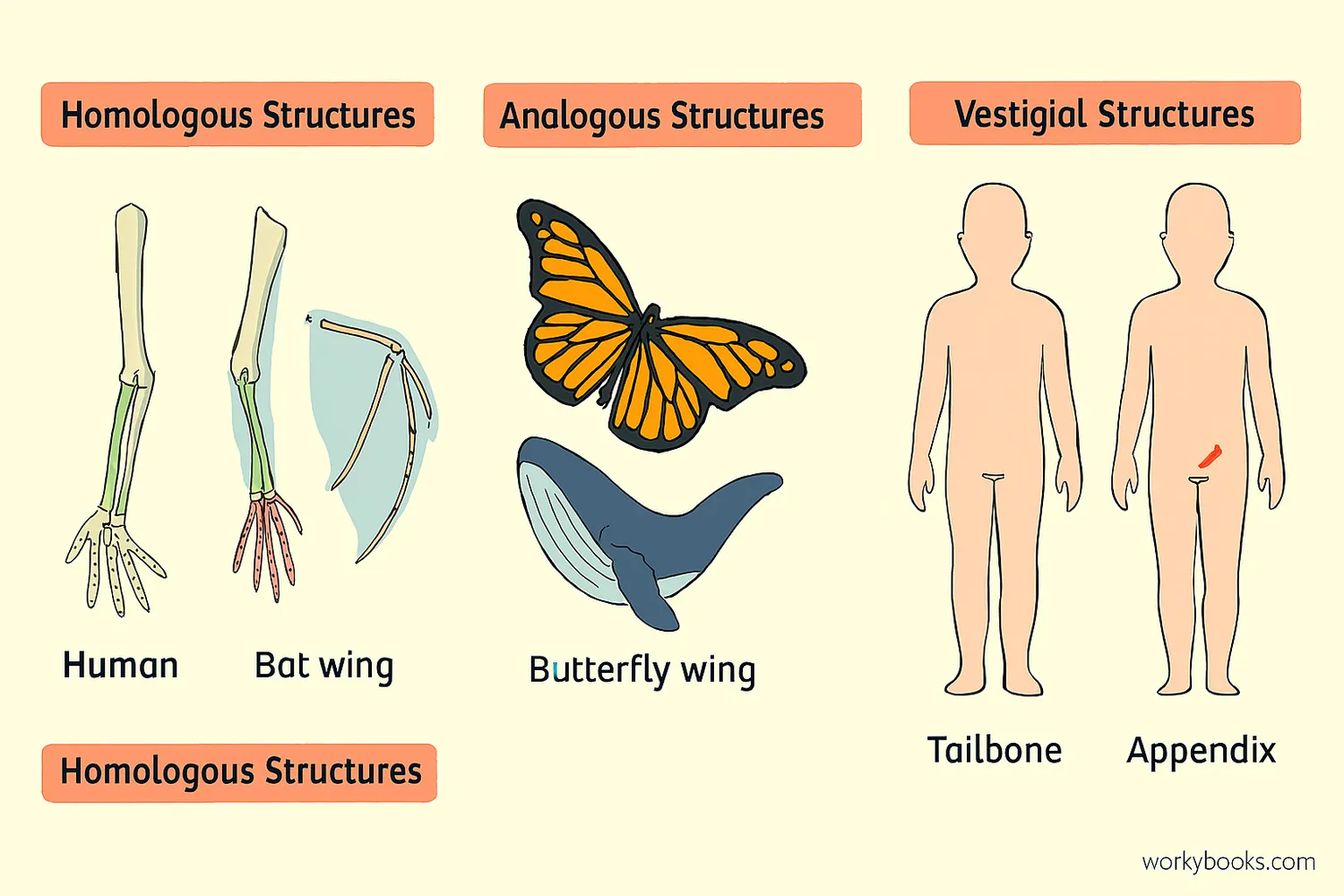 Diagram comparing homologous, analogous, and vestigial structures across species.