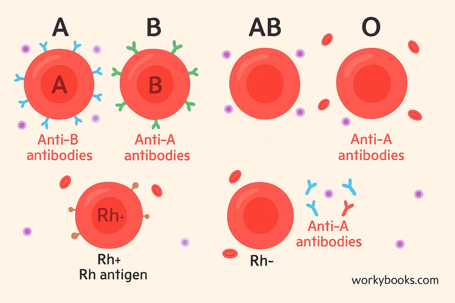 Blood types A, B, AB, O with antigens, antibodies, Rh factor, and DNA inheritance.