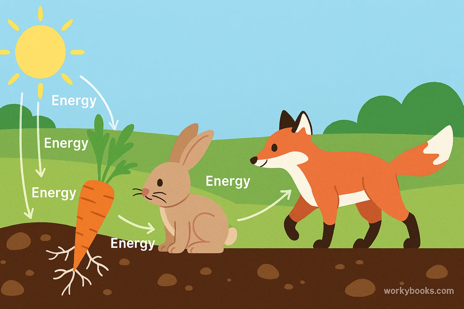 Food chain showing sun, carrot, rabbit, fox, bear, and human with energy arrows.