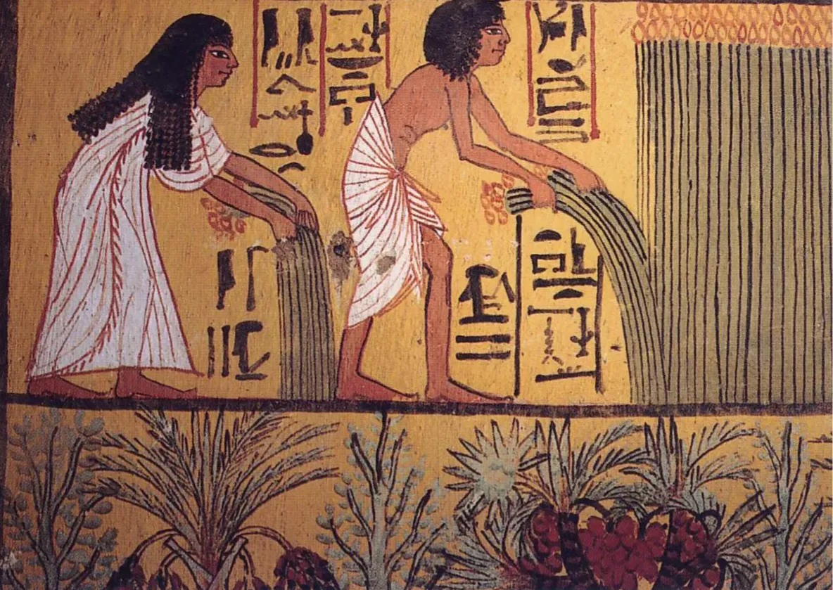 Egyptian harvest