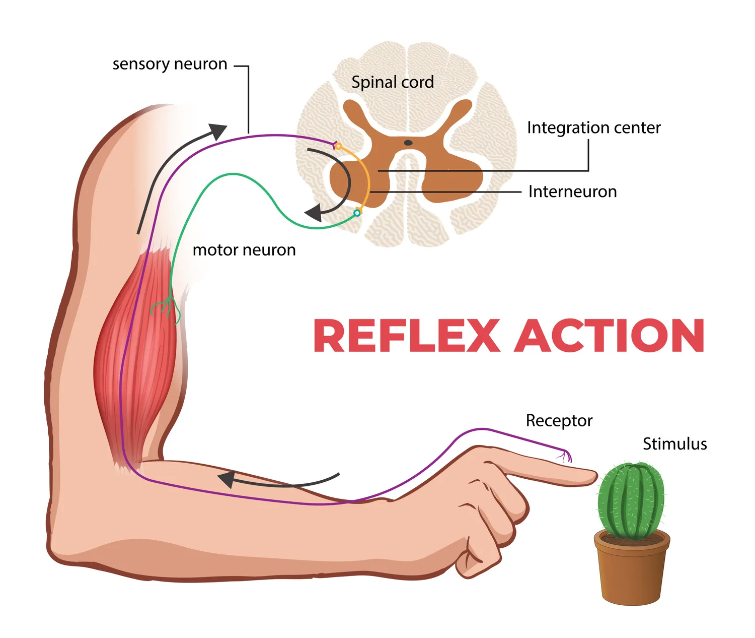 What-Are-Reflexes-and-Why-They-Matter