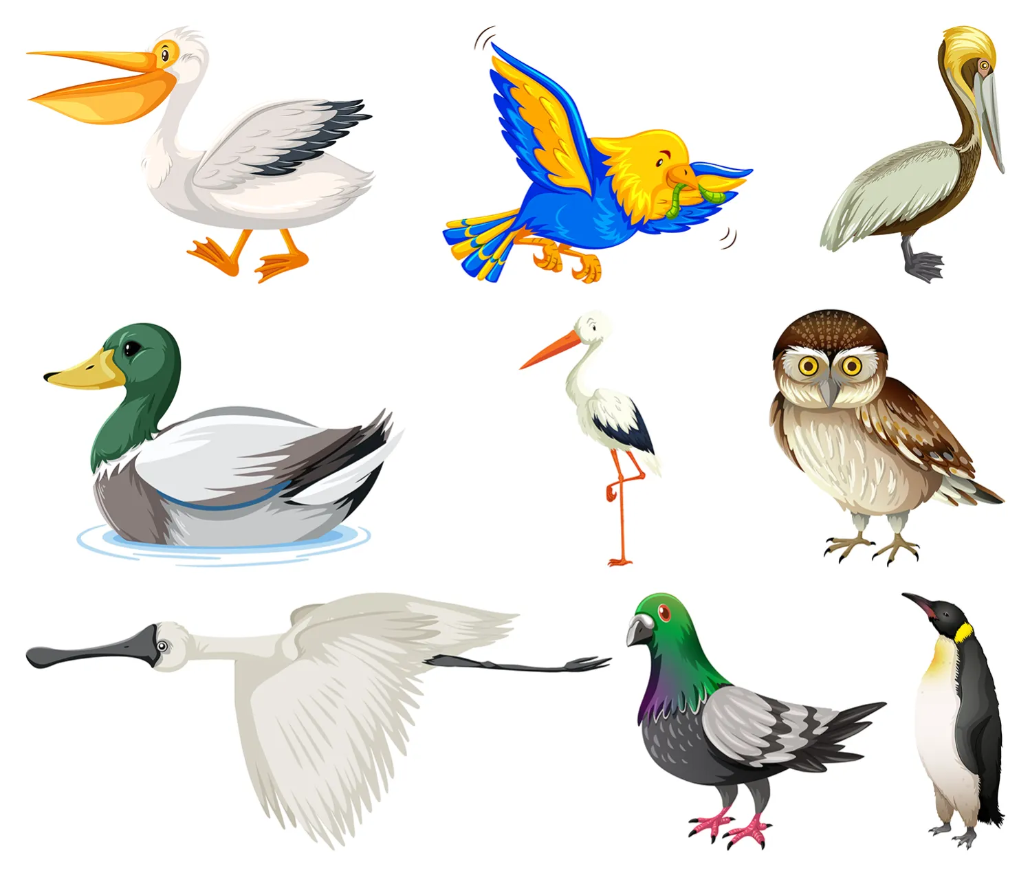Different Beaks for Different Foods