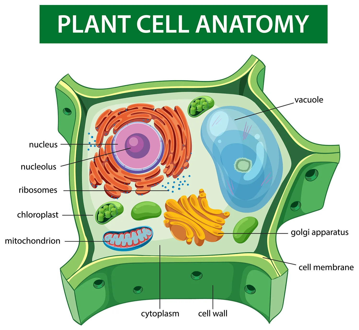 Cell Organelles