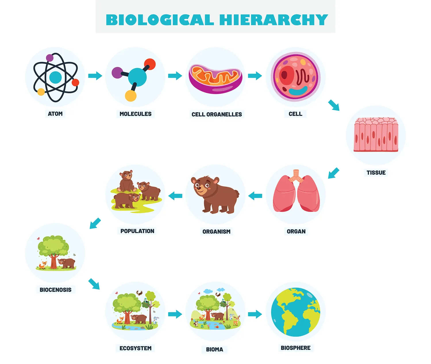 Levels of Organization