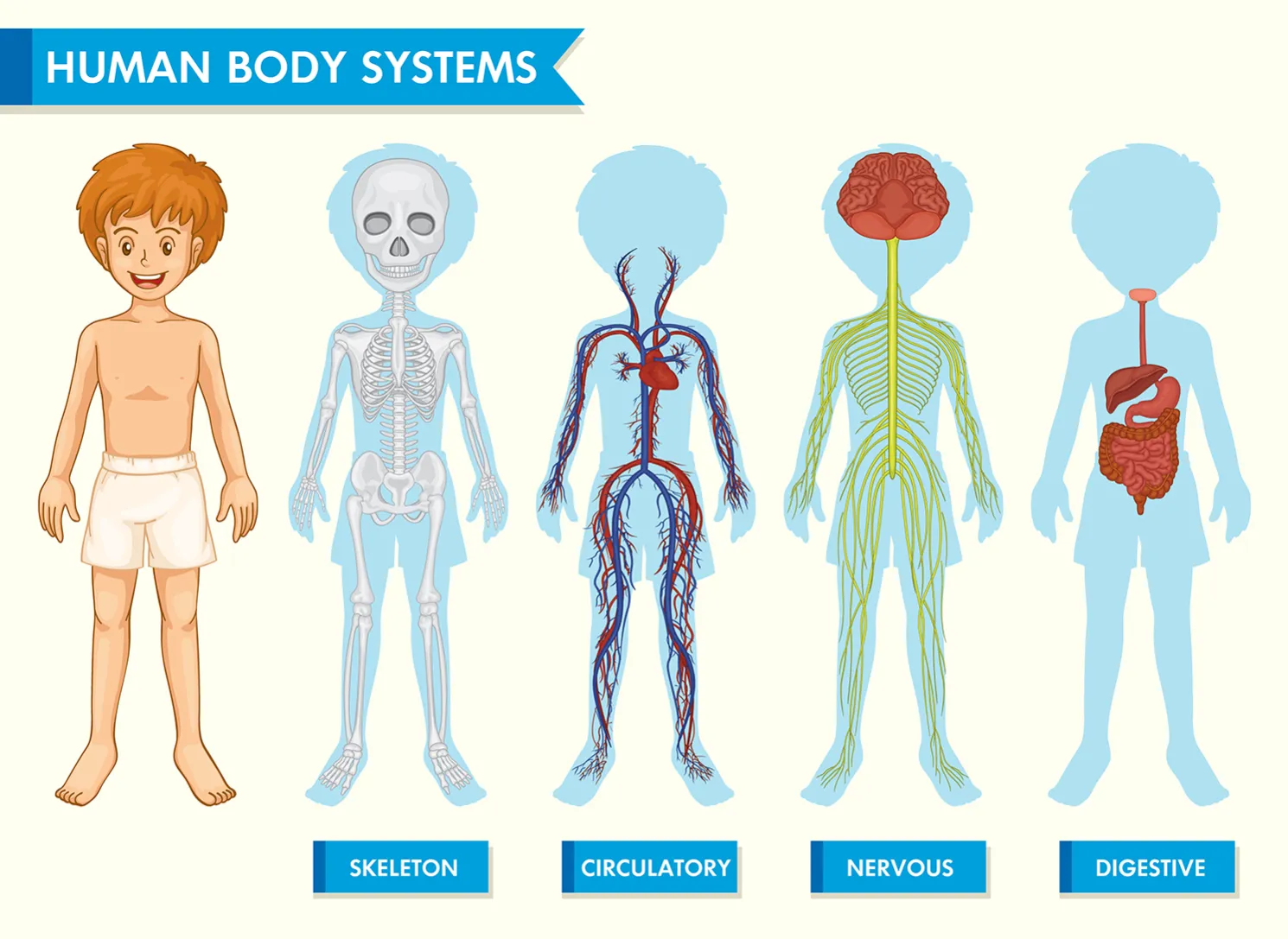 Organization of the Human Body