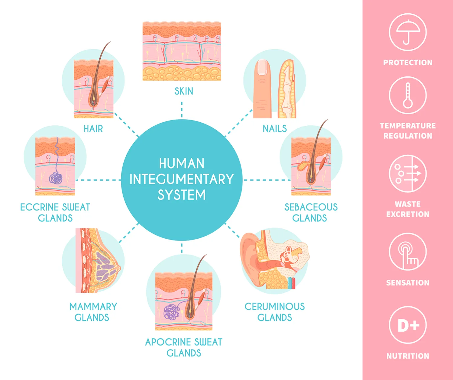 Integumentary System