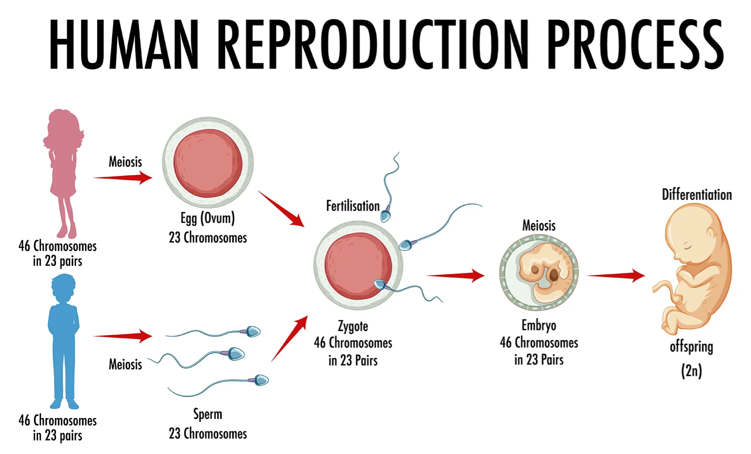 Sexual and Asexual Reproduction