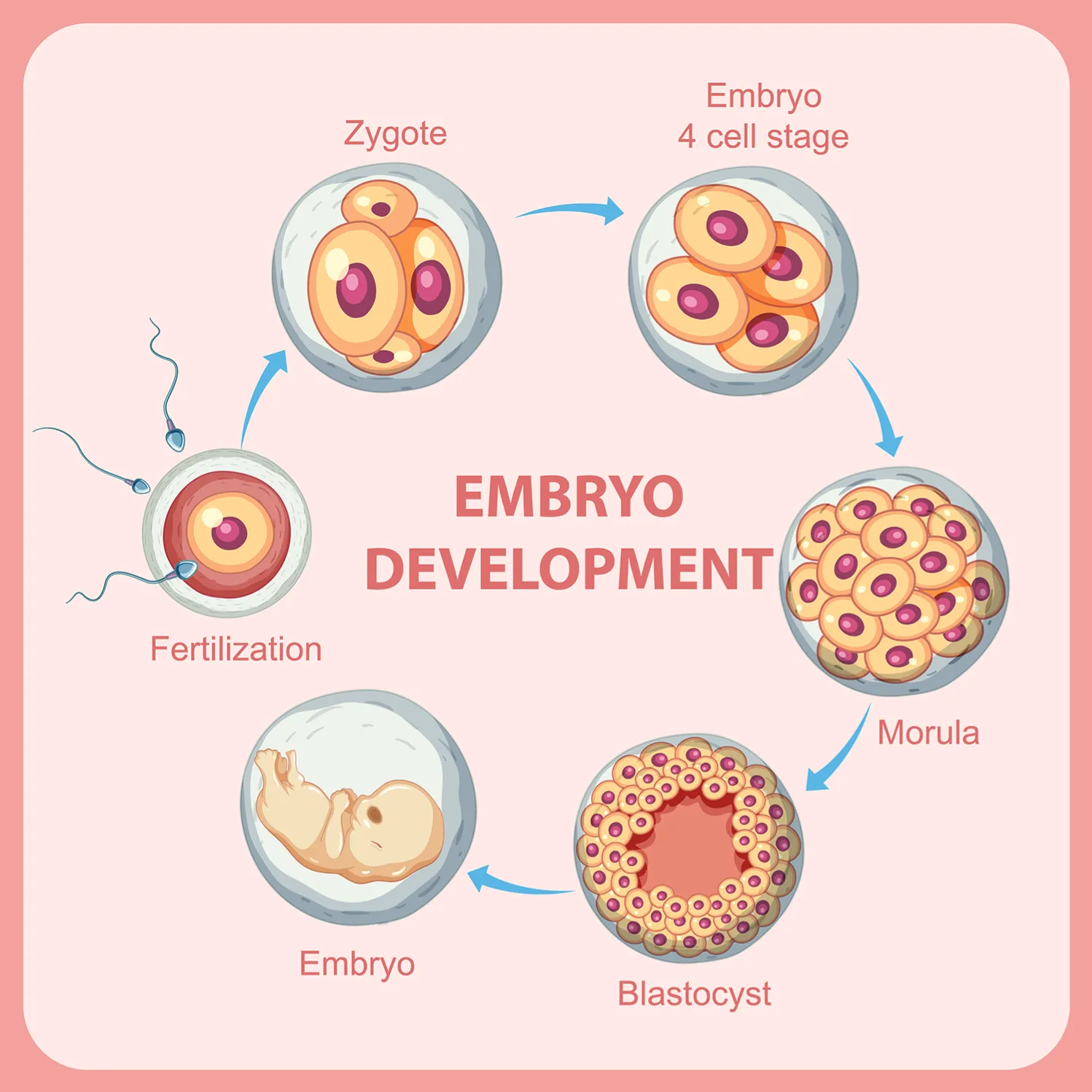 Fertilization and Early Development