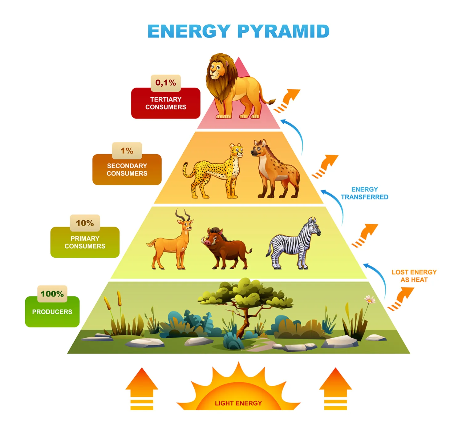 Levels of Ecological Organization