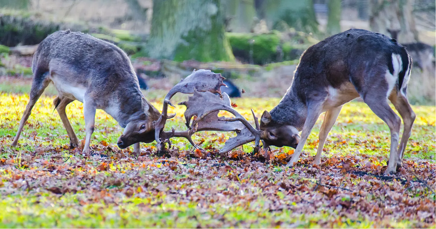 Ecological Interactions: Competition