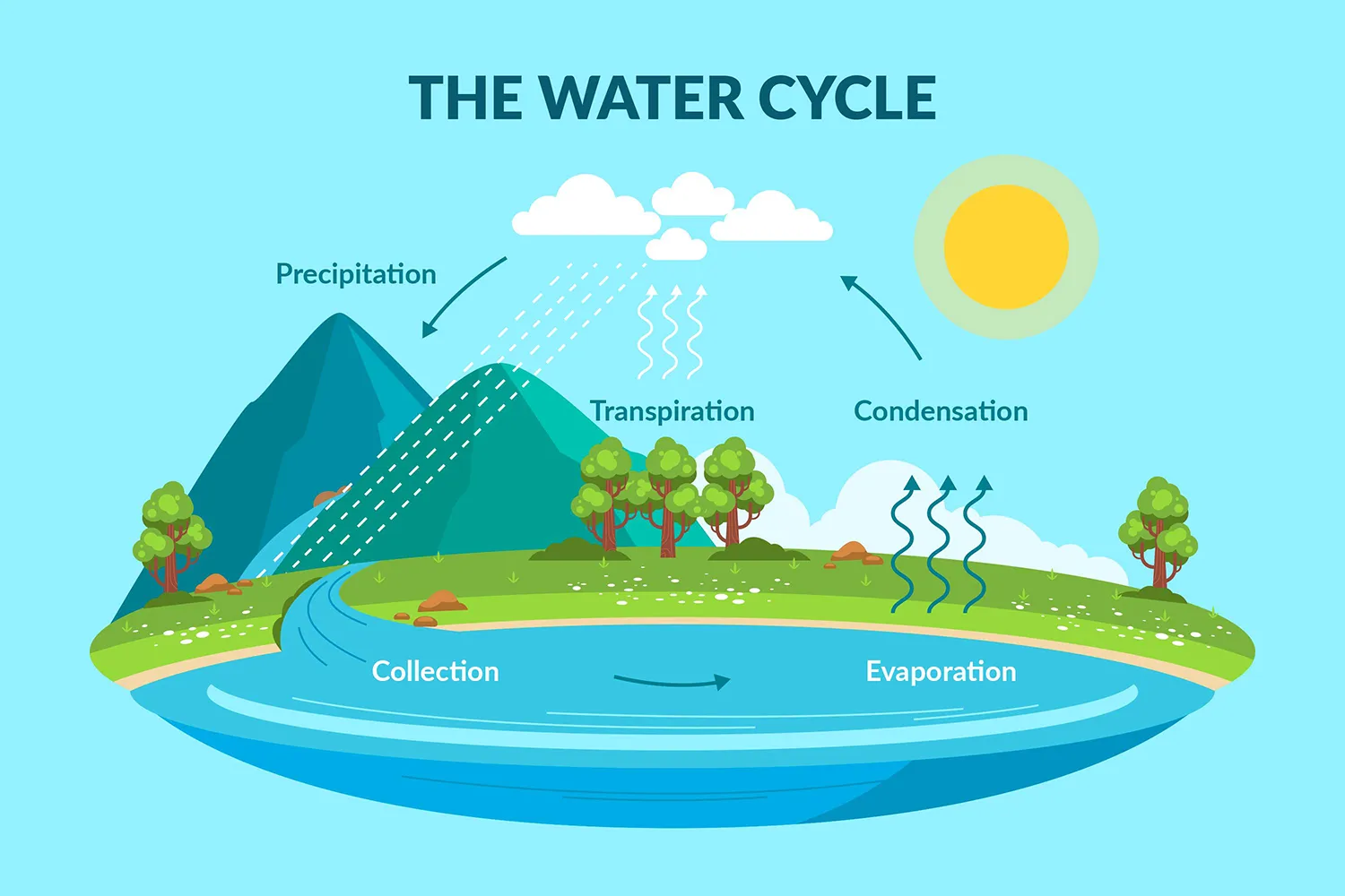Water in Ecosystems