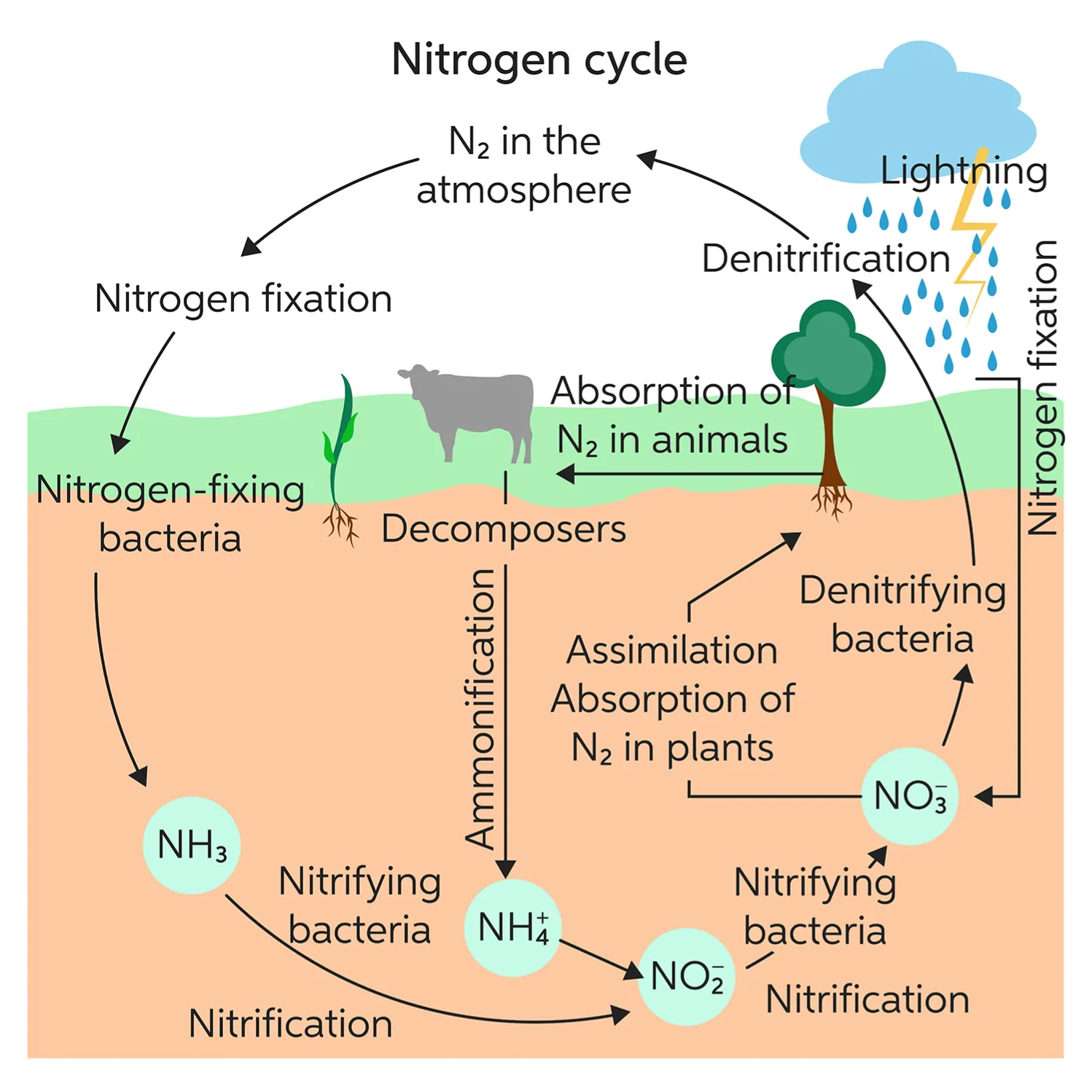 The Nitrogen Cycle
