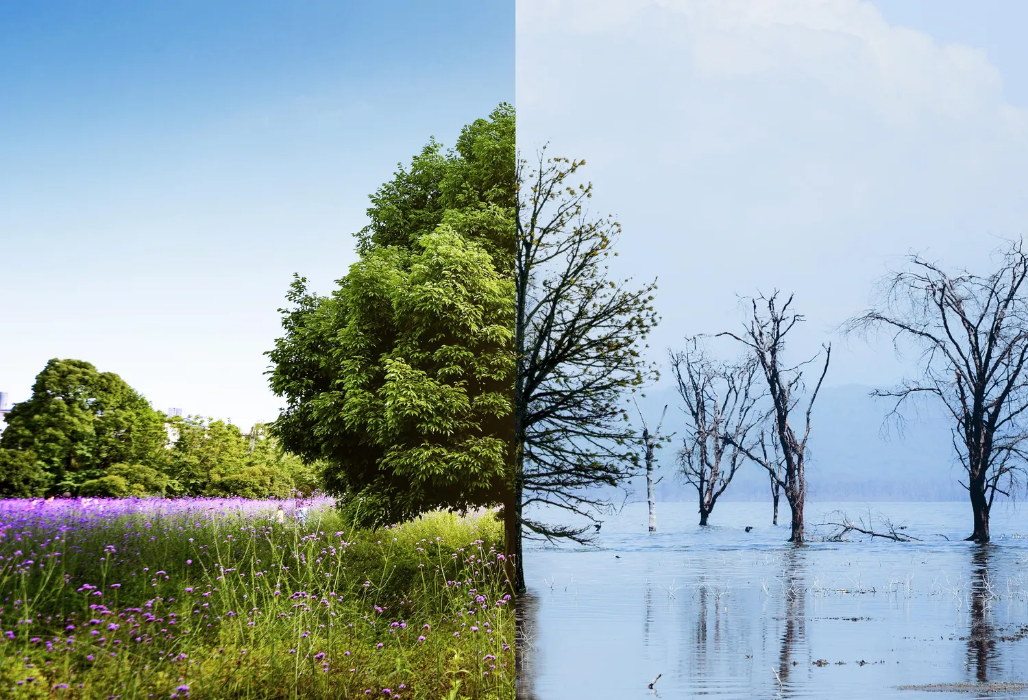 Natural-Climate-Variability