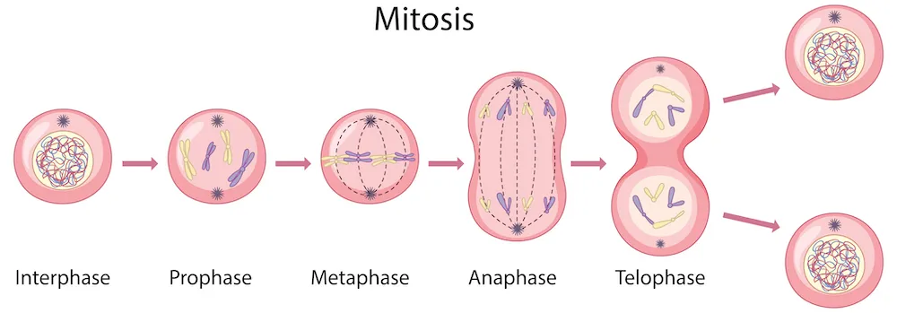 Mitosis