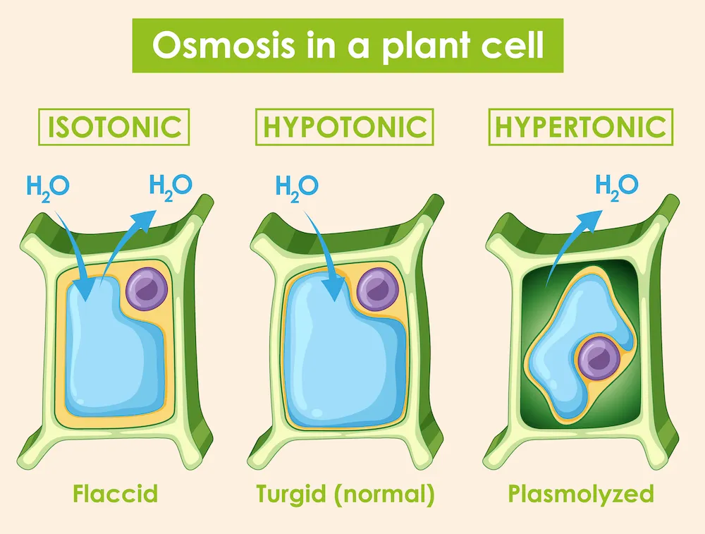 Osmosis in a plant cell