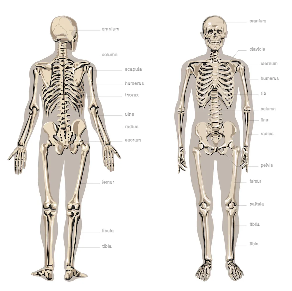  skeletal system