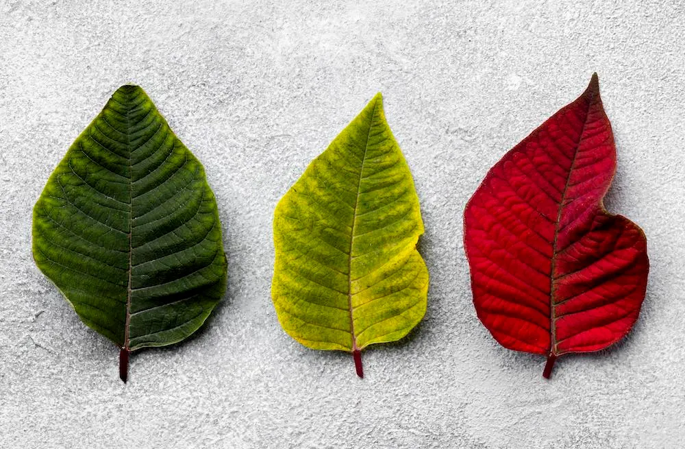 natural-selection-leaves