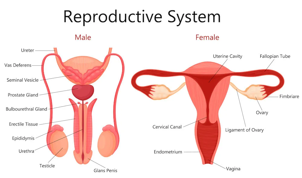 Reproductive-System