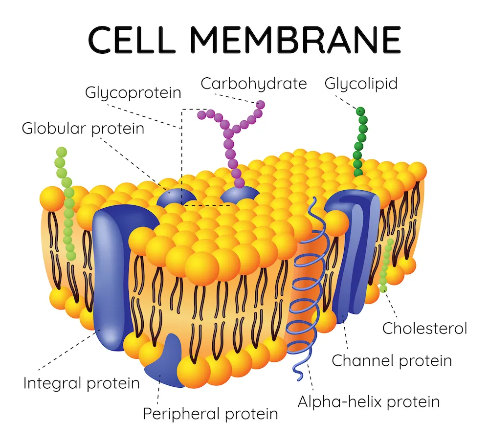 cell-membrane