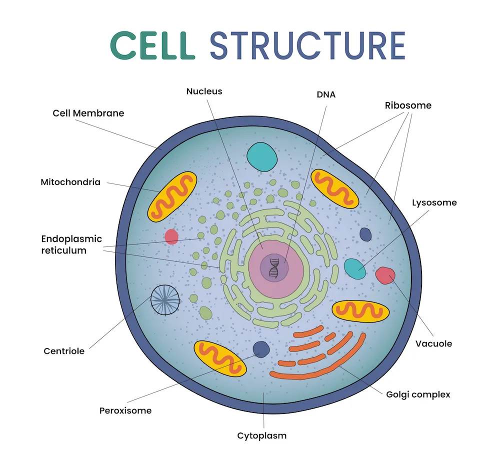 cell-structure